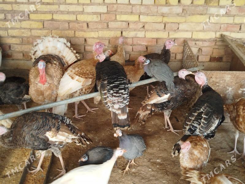 Induk horaz - Теджен - img 3