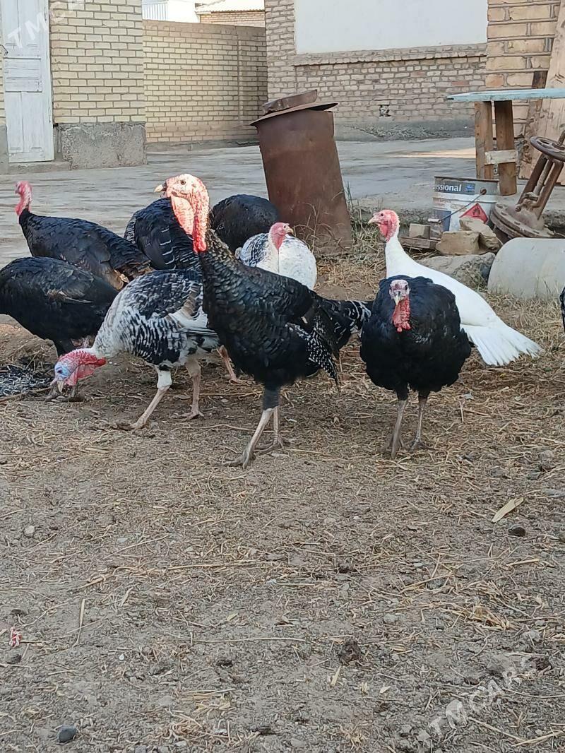 induk - Мары - img 2