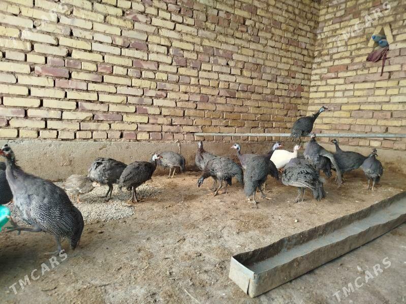 kakilik - Теджен - img 3