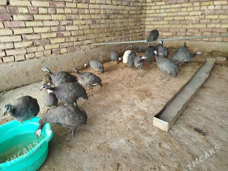 kakilik - Теджен - img 1