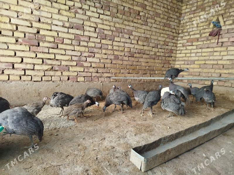 kakilik - Теджен - img 2