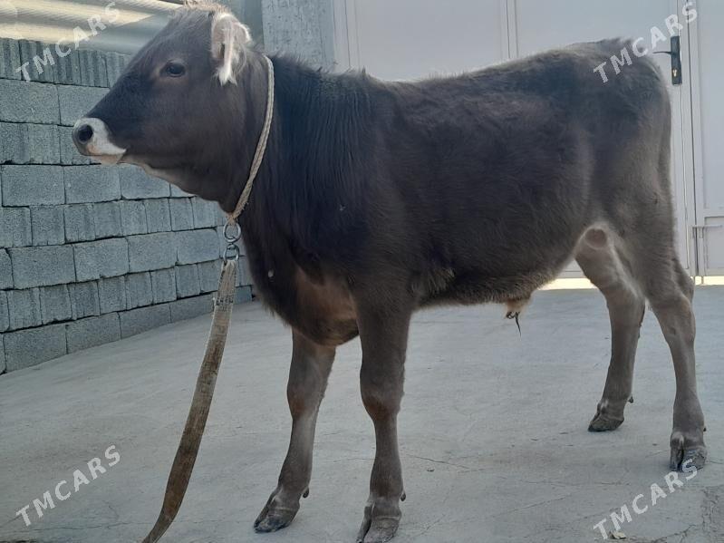 OKUZ - Büzmeýin - img 3