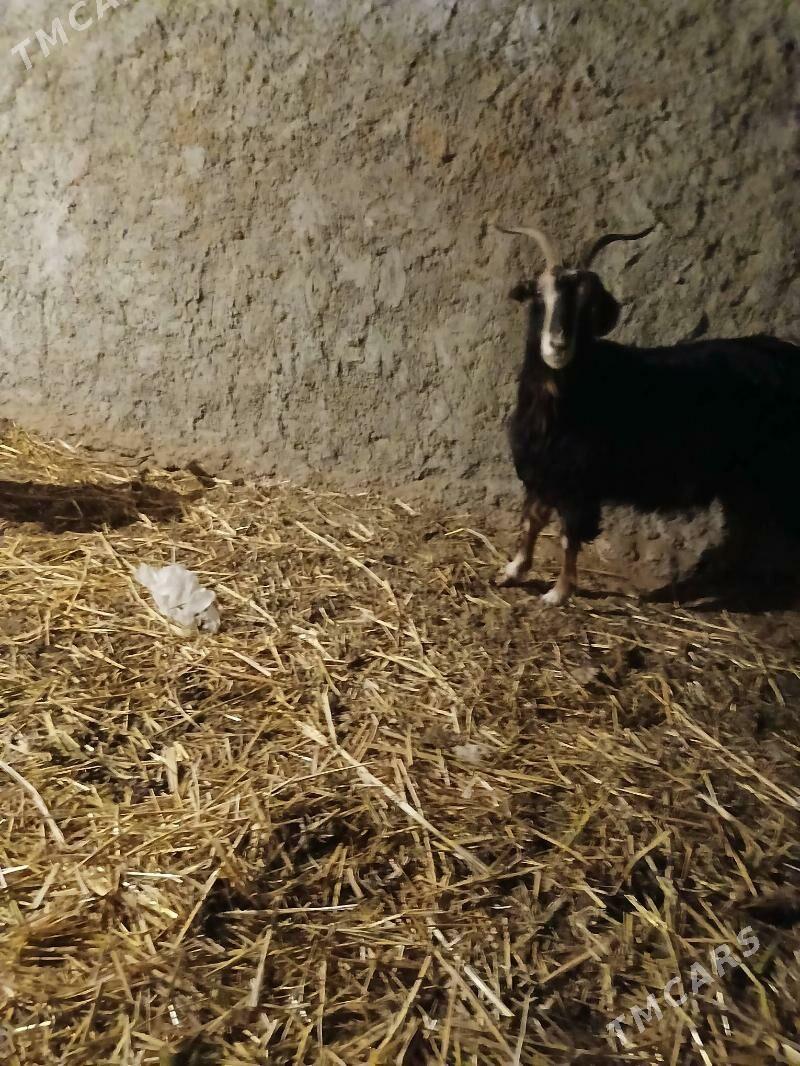 geci - Кëши - img 2