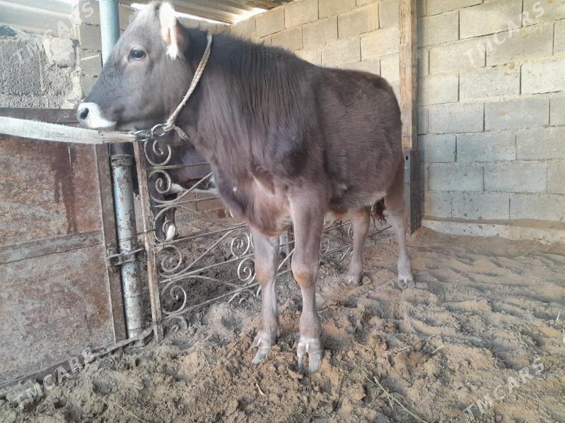 OKUZ - Büzmeýin - img 2