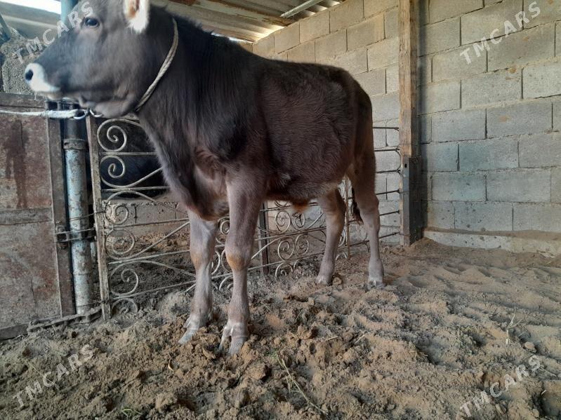 OKUZ - Büzmeýin - img 1