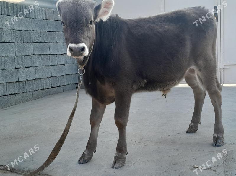 OKUZ - Büzmeýin - img 4