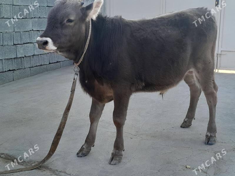 OKUZ - Büzmeýin - img 5