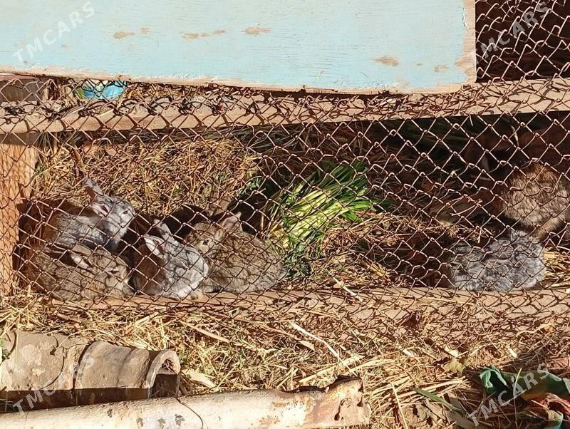 ene tosan - Мургап - img 4