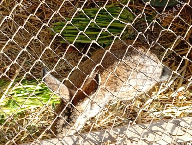 ene tosan - Мургап - img 3