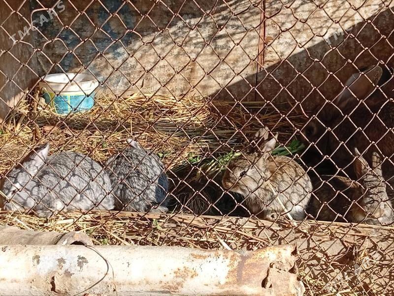 ene tosan - Мургап - img 1