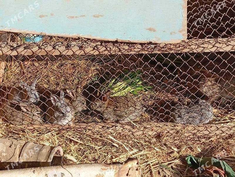 ene tosan - Мургап - img 5