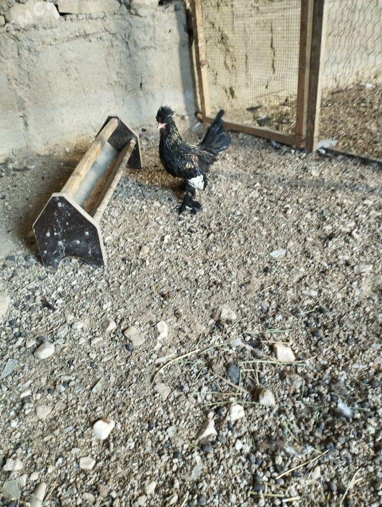 karlik horaz - Балканабат - img 3