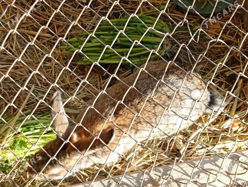 ene tosan - Мургап - img 2