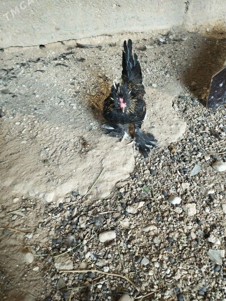 karlik horaz - Балканабат - img 2