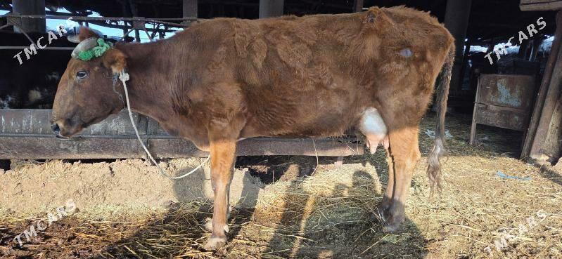 4 sany goleli aygyr - Халач - img 3