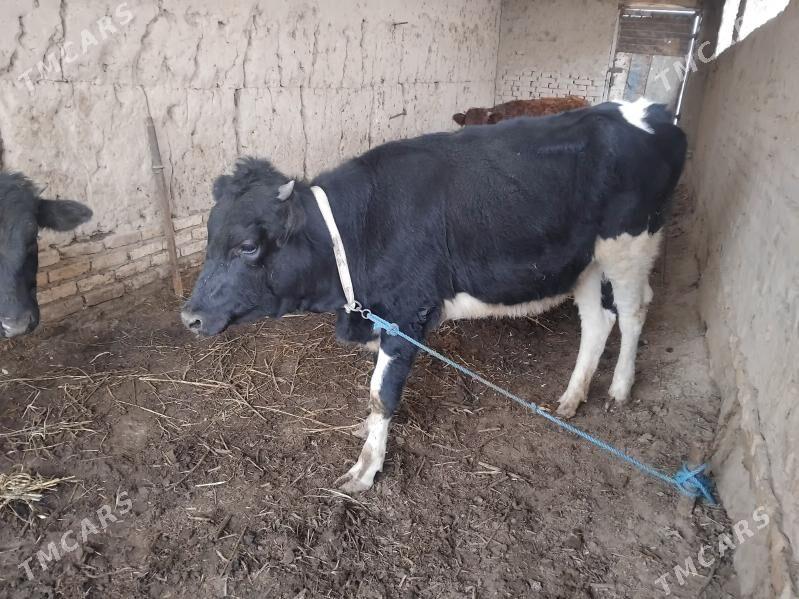 Ala paroda kacar - Şabat etr. - img 2