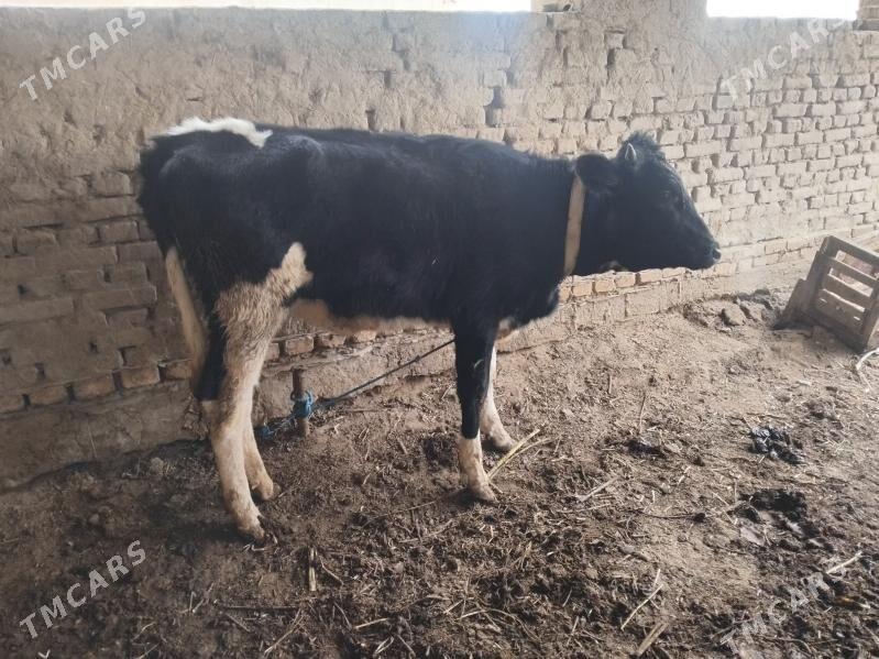 Ala paroda kacar - Şabat etr. - img 1