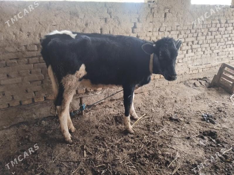 Ala paroda kacar - Şabat etr. - img 5