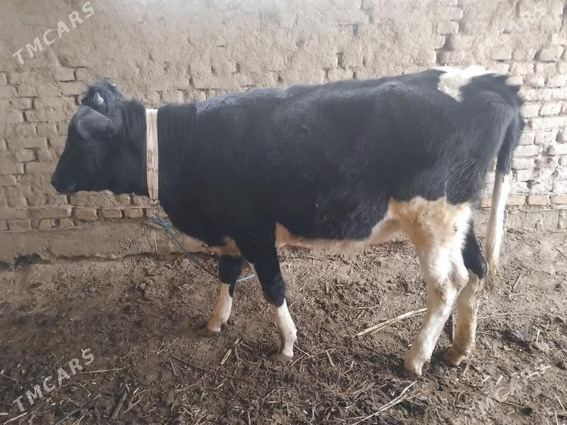 Ala paroda kacar - Şabat etr. - img 3