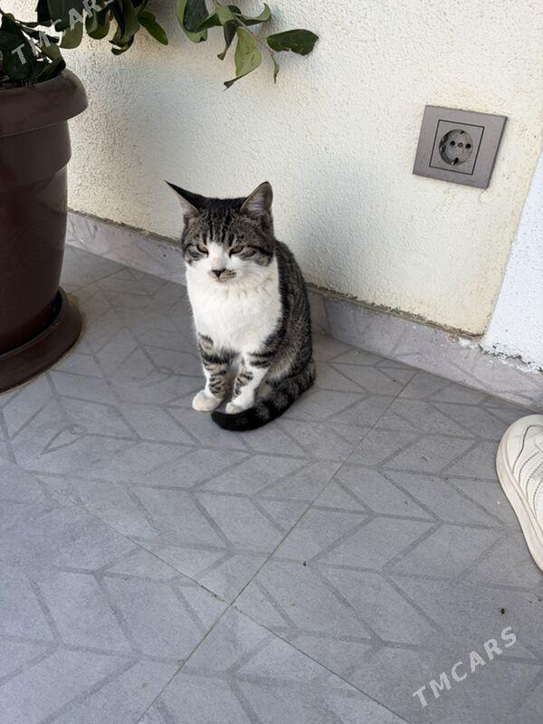 Котята в добрые руки , бесплат - Ашхабад - img 4