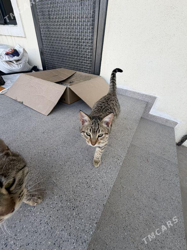 Котята в добрые руки , бесплат - Ашхабад - img 1