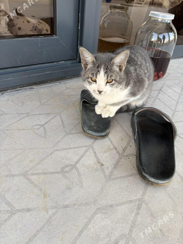 Котята в добрые руки , бесплат - Ашхабад - img 3