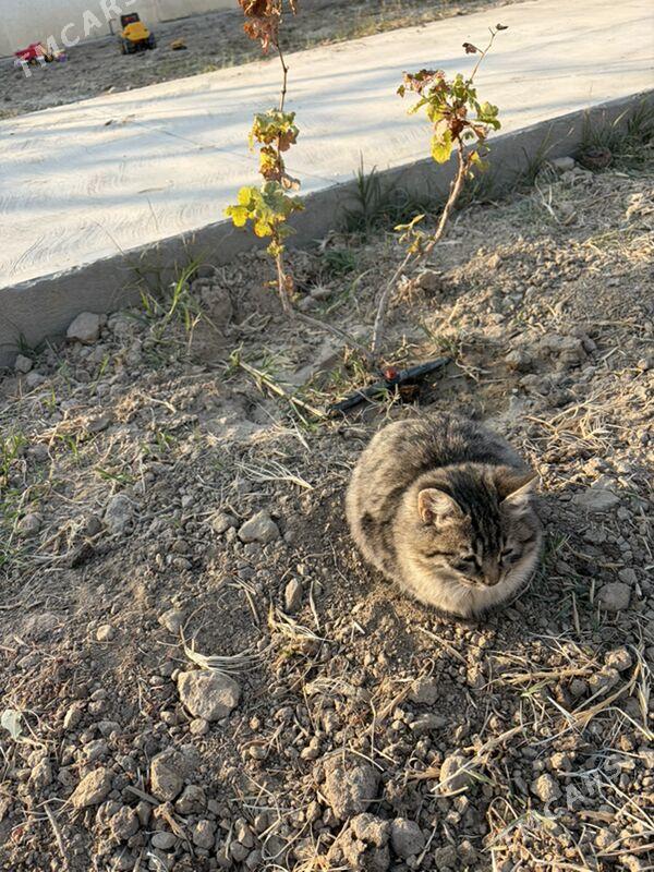 Котята в добрые руки , бесплат - Ашхабад - img 2