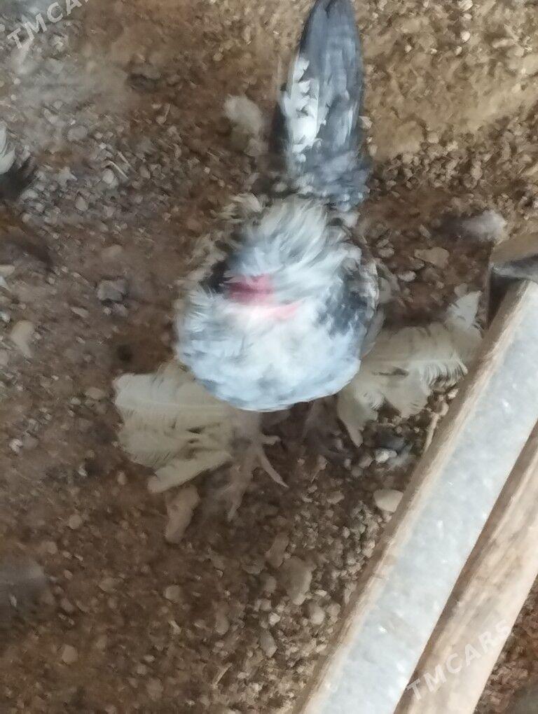 karlik horaz - Балканабат - img 2