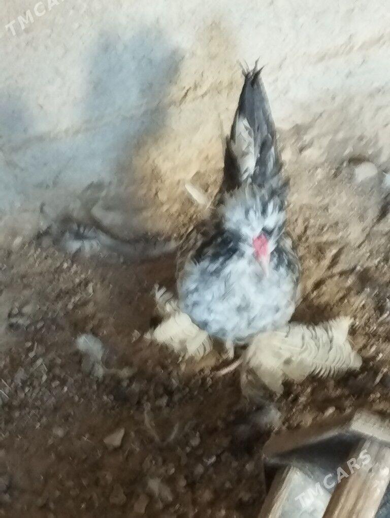 karlik horaz - Балканабат - img 1