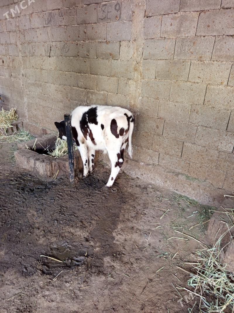 õkiz - Herrikgala - img 1