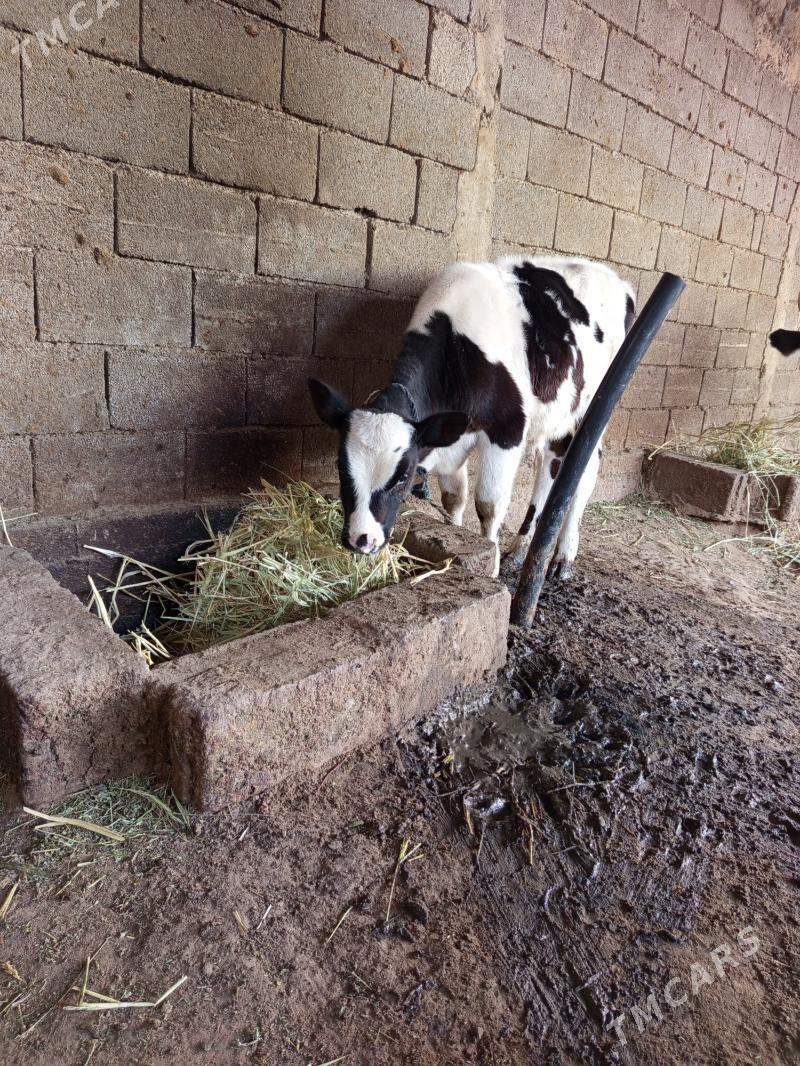 õkiz - Herrikgala - img 2