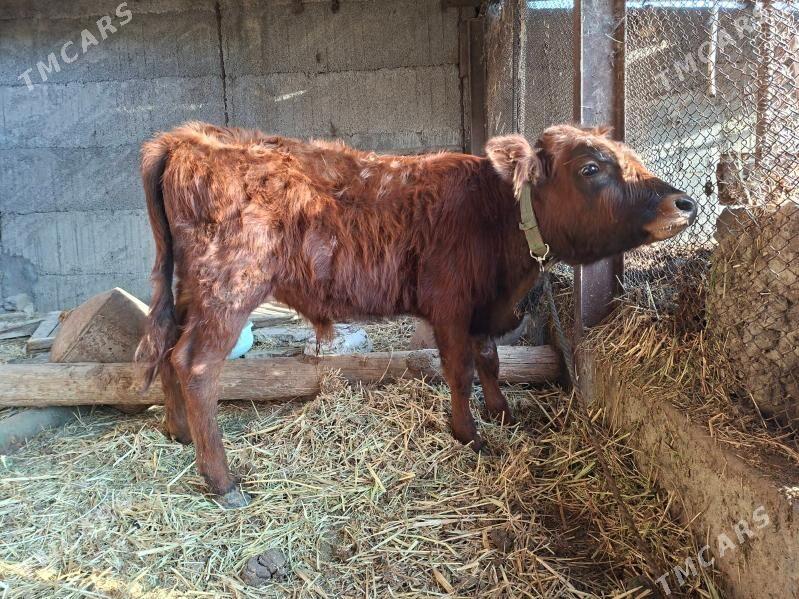 Şwes ökuzçe 7...8.. aylyk - Büzmeýin - img 1