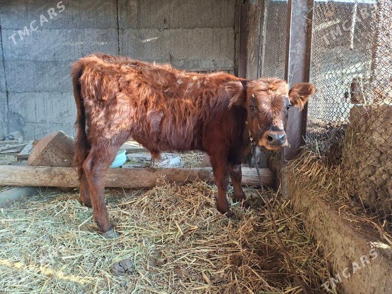 Şwes ökuzçe 7...8.. aylyk - Бузмеин - img 2