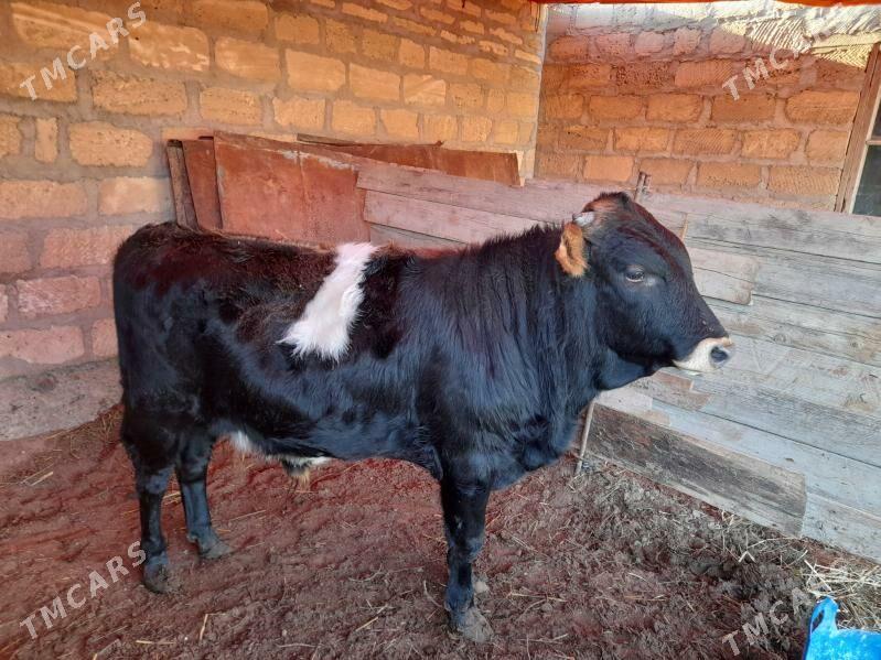 okuzce - Гумдаг - img 1