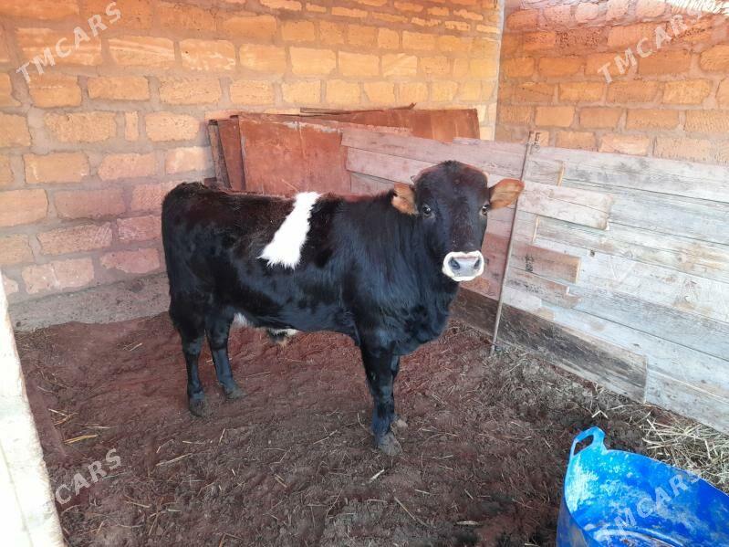 okuzce - Gumdag - img 2