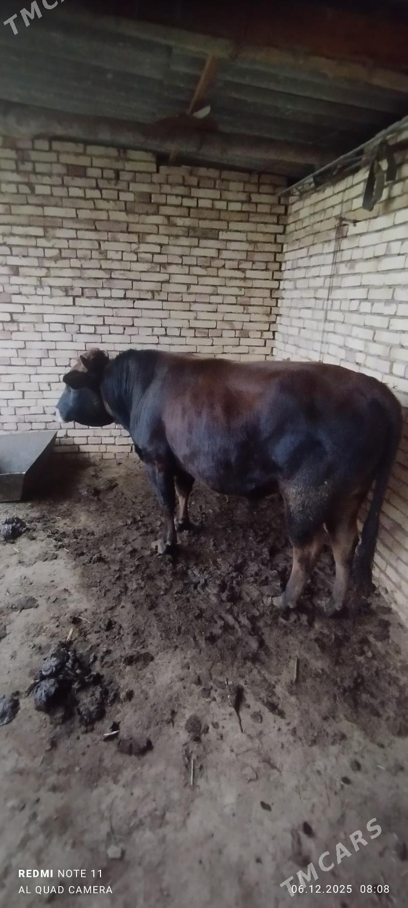 Öküz - Туркменгала - img 2