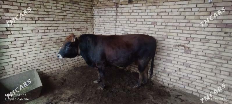 Öküz - Туркменгала - img 3