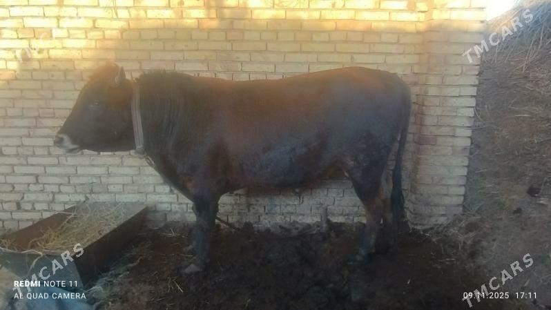 Öküz - Туркменгала - img 5