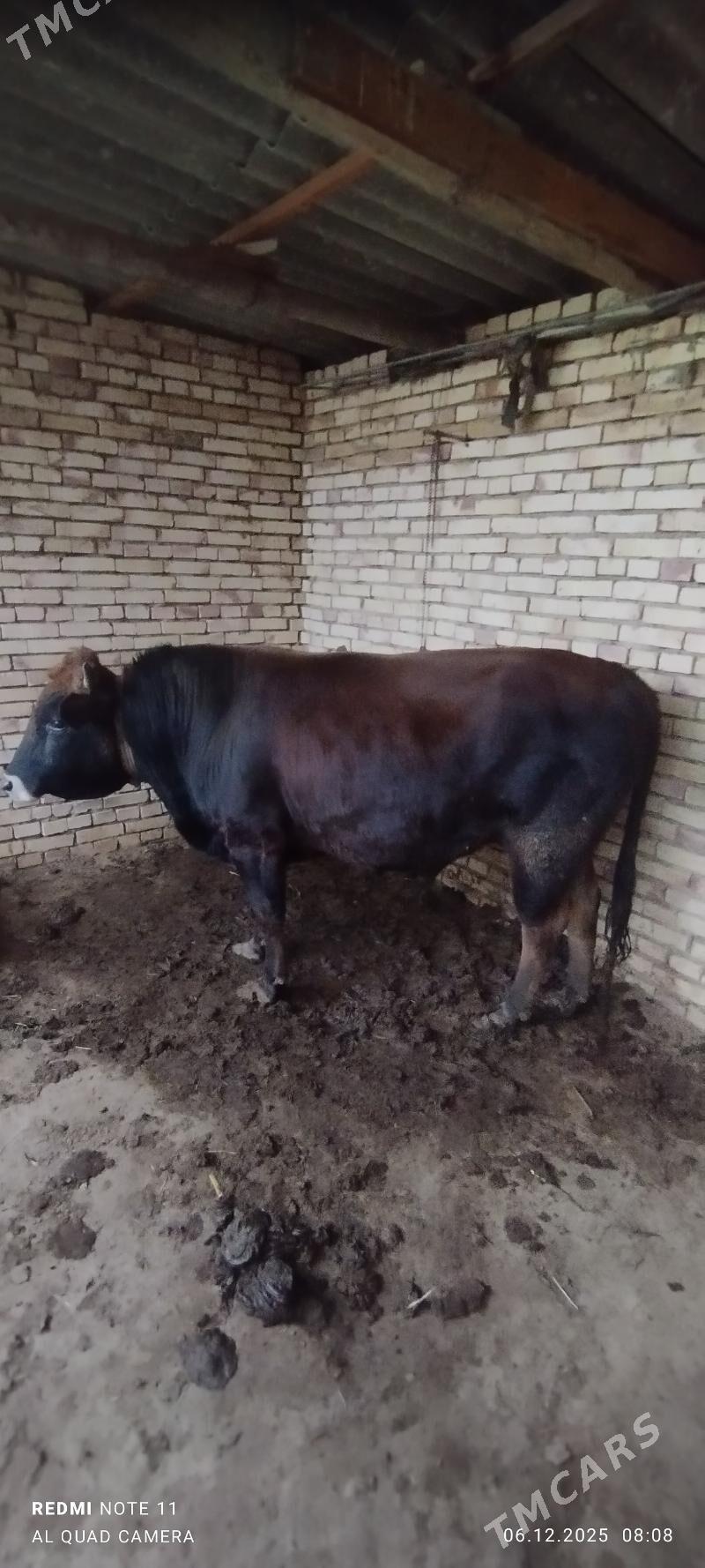 Öküz - Туркменгала - img 1