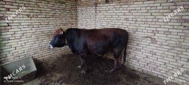 Öküz - Туркменгала - img 4