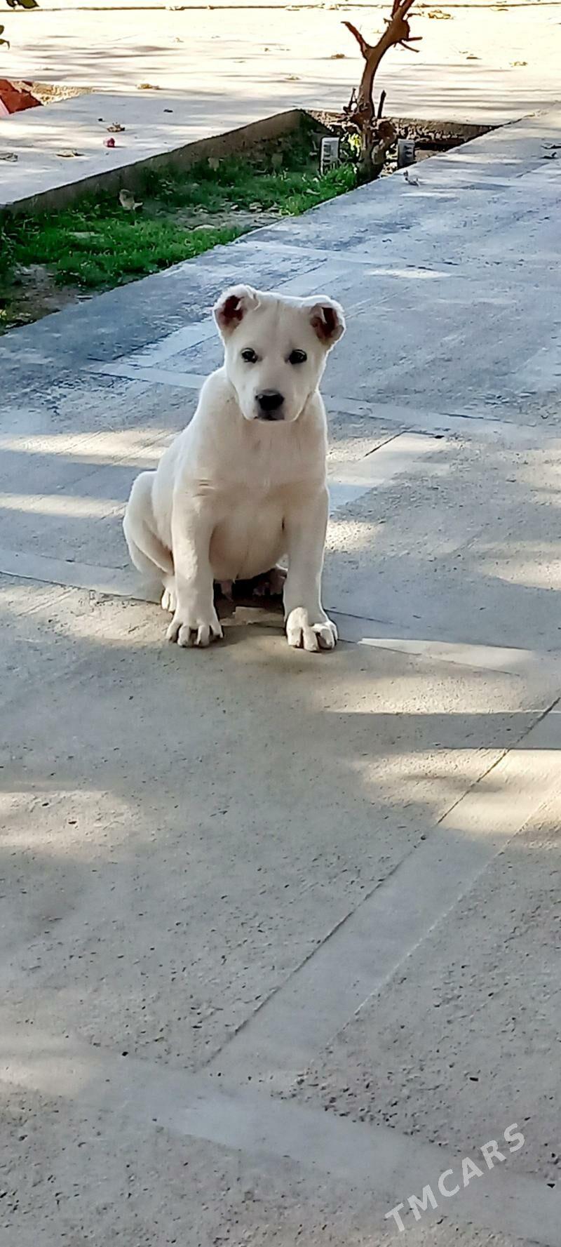 it - Кака - img 1