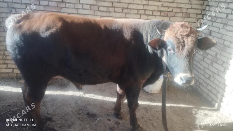 Öküz - Туркменгала - img 6