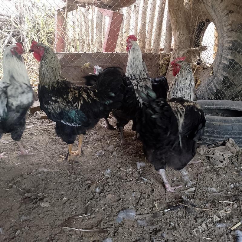 gigant - Sakar - img 3