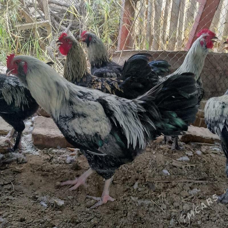 gigant - Сакар - img 1