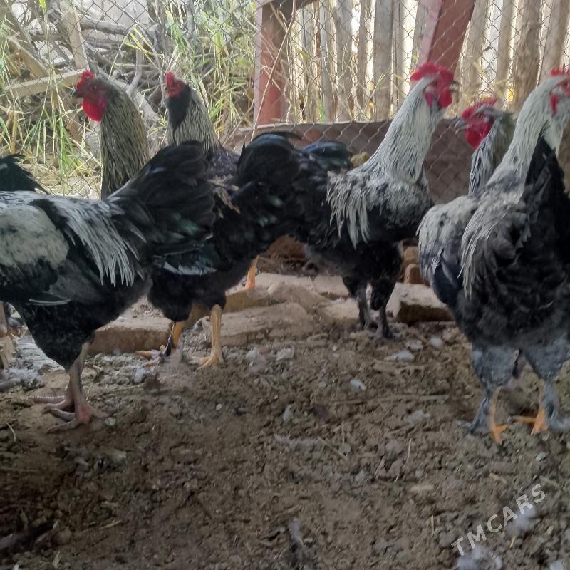 gigant - Sakar - img 2