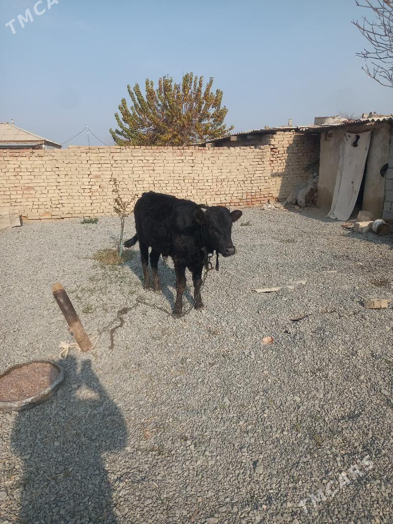 okiz gibrit - Бахарден - img 1