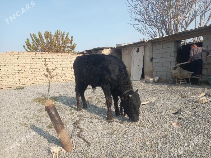 okiz gibrit - Бахарден - img 2