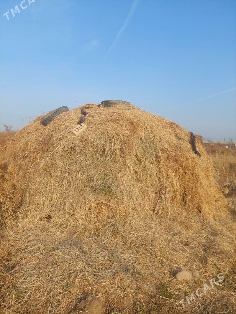 yorunja - Baýramaly - img 3