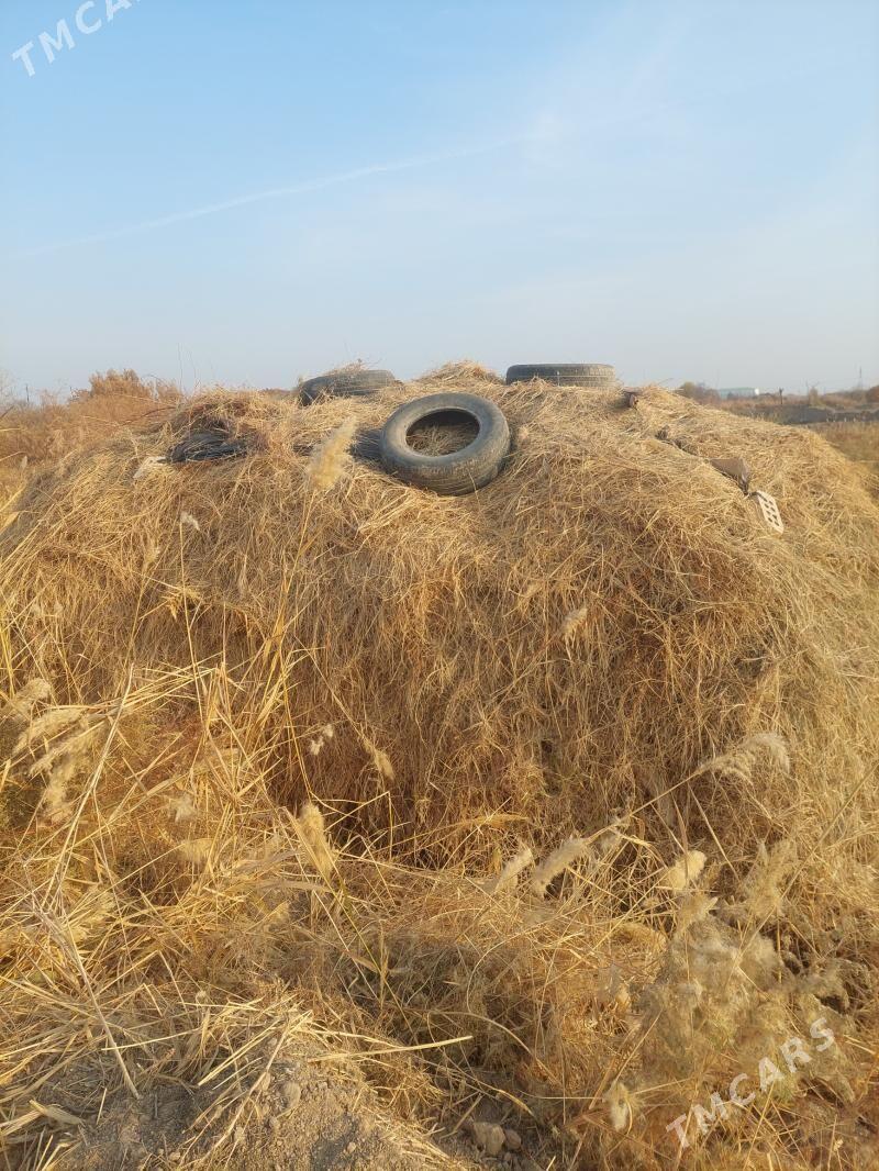 yorunja - Baýramaly - img 1