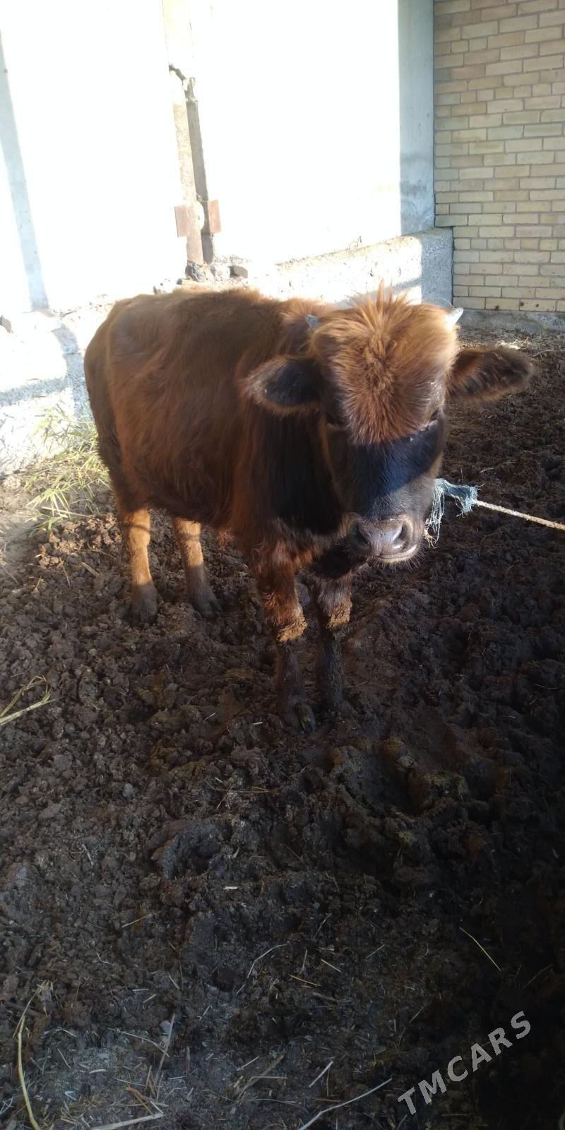 öküz - Туркменабат - img 4